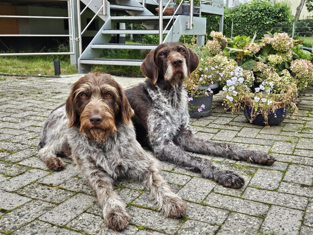 Zwei Deutsch Stichelhaar im Garten